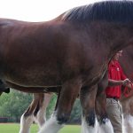 Anheuser-Busch stops tailgating Budweiser Clydesdale horses after backlash